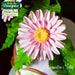 CD - Flower Pro Sunflower / Daisy Leaves Mould and Veiner